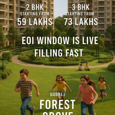 Forest Groov